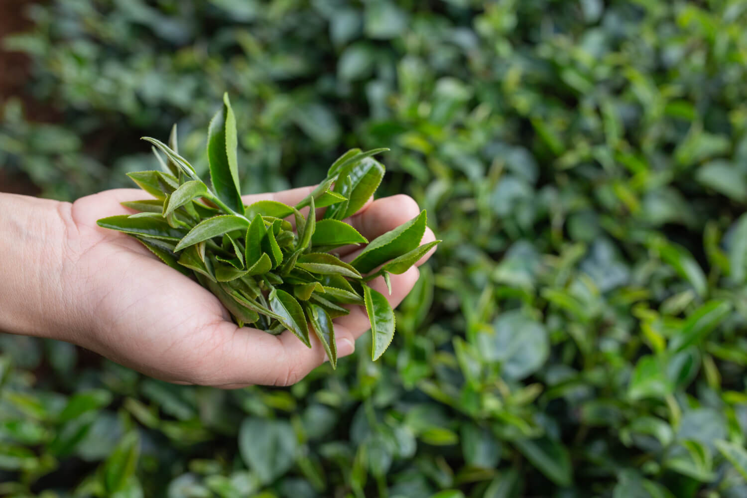 Qu’est-ce que la L-théanine ? La FAQ incontournable